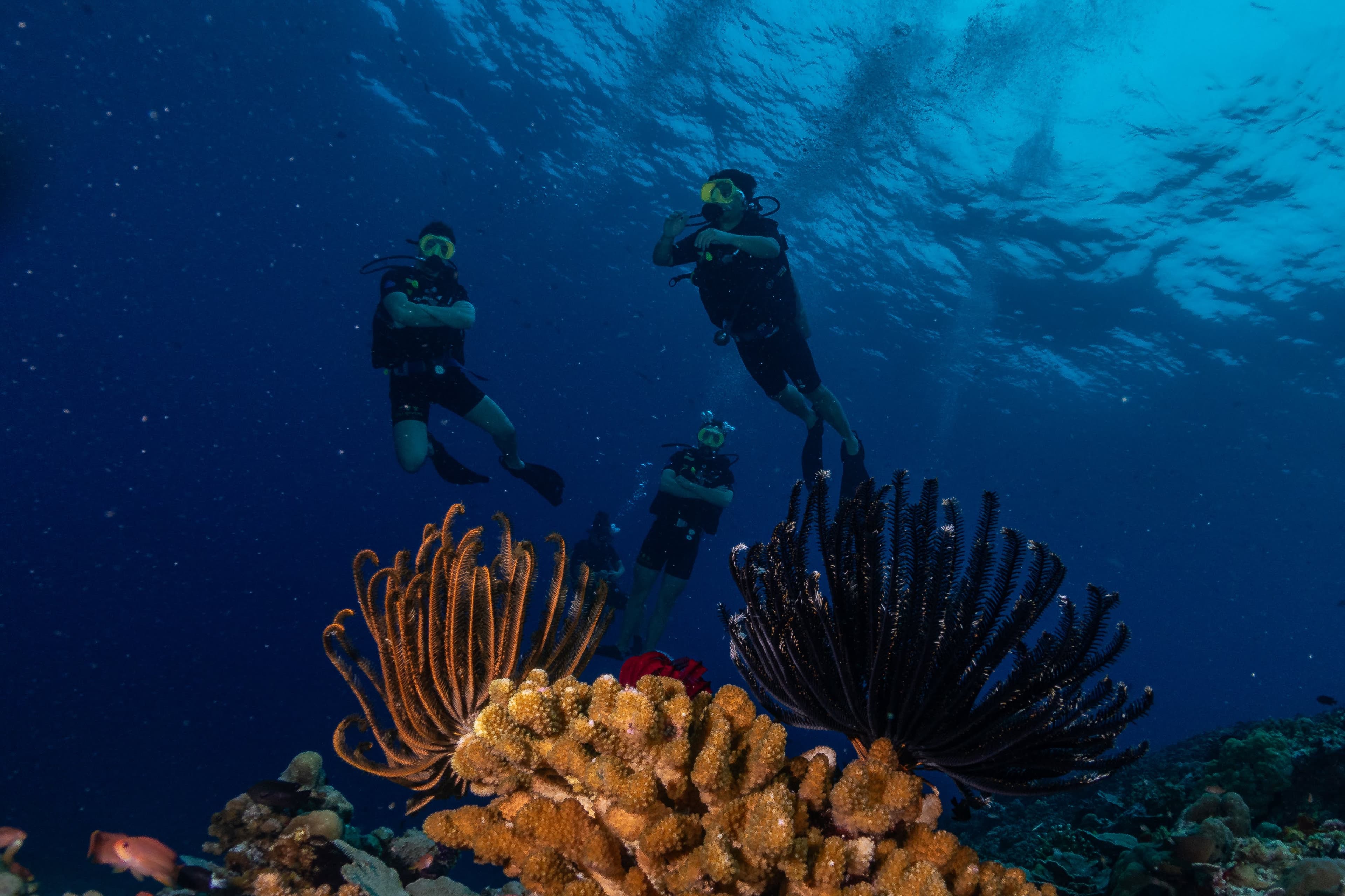 Photo - scuba.jpg